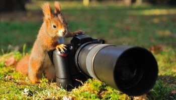 Squirrel,As,A,Photographer,With,Big,Professional,Camera